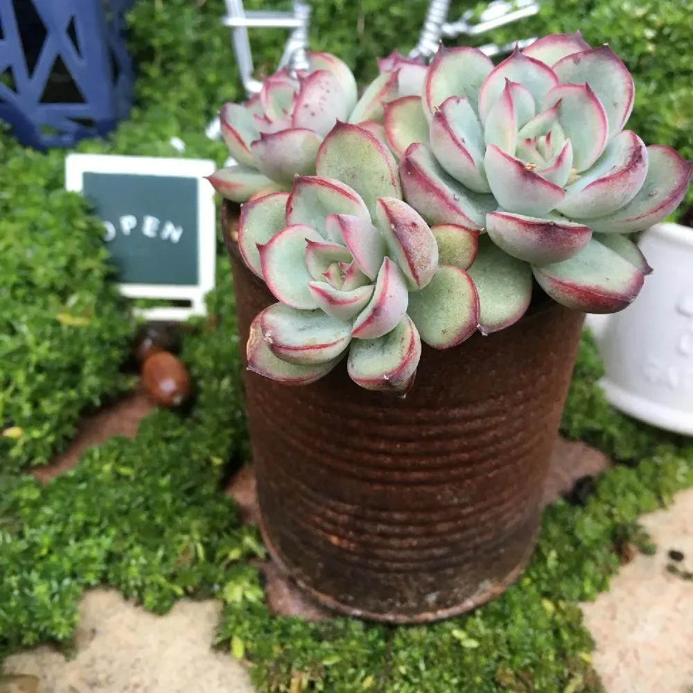 多肉植物 寒さに強い！冬越しを成功させる絶対必須の知識と対策